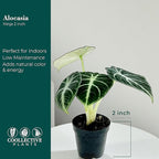 Alocasia Ninja | Live Plant in a 2 or 4 Inch Growers Pot, Live Indoor, Easy to Grow, Easy to Care, and Low Maintenance Houseplant (2-inch Pot)