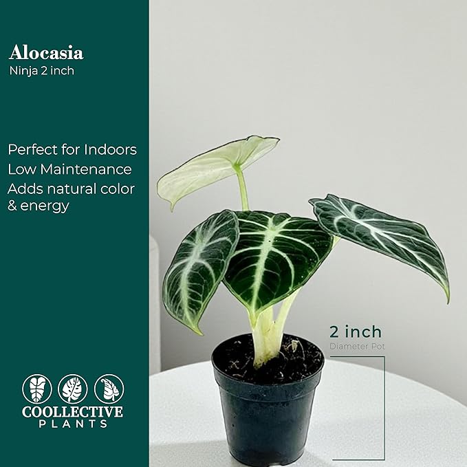 Alocasia Ninja | Live Plant in a 2 or 4 Inch Growers Pot, Live Indoor, Easy to Grow, Easy to Care, and Low Maintenance Houseplant (2-inch Pot)