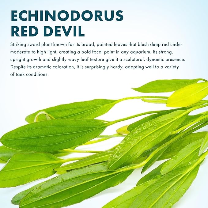 SubstrateSource Echinodorus Red Devil Sword Live Plant for Freshwater Aquariums, Natural Fish Tank Decorations, and Aquatic Decor (1 Pot (2-3 Plants))