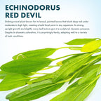 SubstrateSource Echinodorus Red Devil Sword Live Plant for Freshwater Aquariums, Natural Fish Tank Decorations, and Aquatic Decor (1 Pot (2-3 Plants))