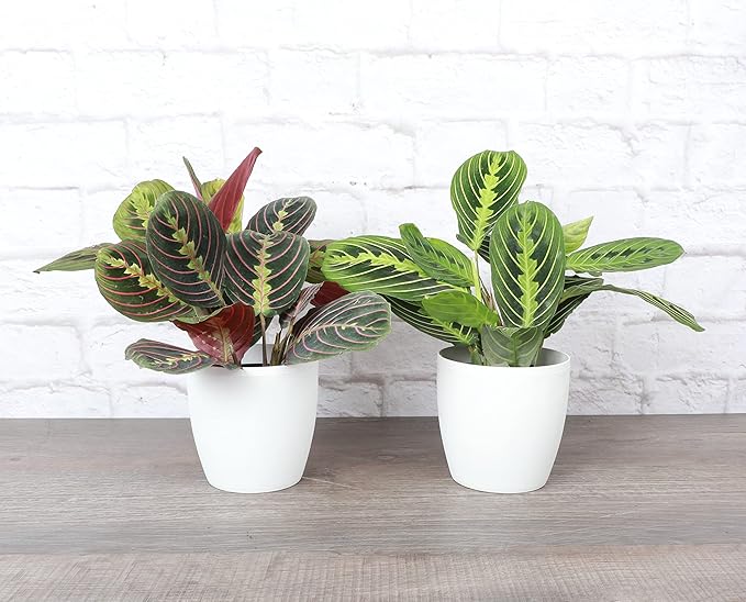 Thorsen's Greenhouse Prayer Plants Set of 2, Maranta leuconeura, Pet Safe, Low Light, Live Indoor Plants, 4" Diameter Plants, Classic Pots (White)