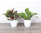 Thorsen's Greenhouse Prayer Plants Set of 2, Maranta leuconeura, Pet Safe, Low Light, Live Indoor Plants, 4" Diameter Plants, Classic Pots (White)
