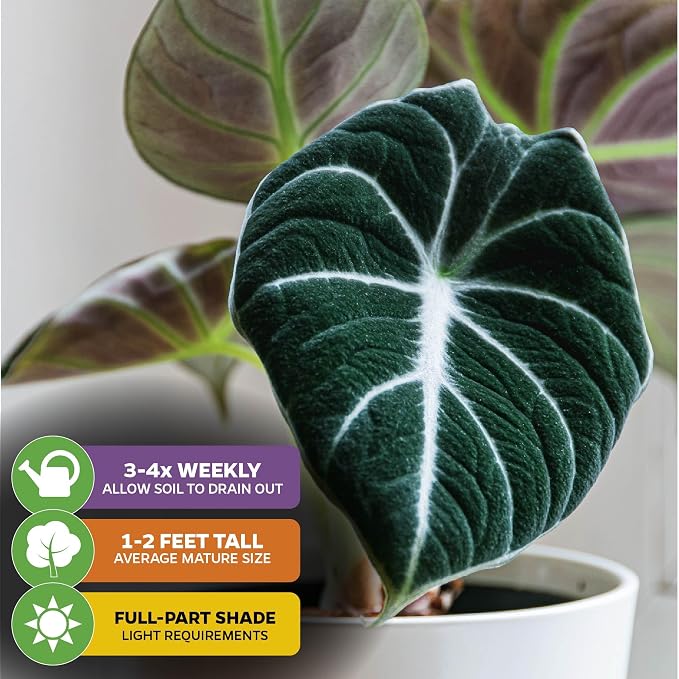 Black Velvet Elephant Ear Live Plant - Alocasia reginula - Wellspring Gardens Starter Plant - Exotic Tropical Houseplant for Indoor Spaces & Outdoor Garden Landscaping - Dark Green Velvet Foliage