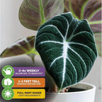 Black Velvet Elephant Ear Live Plant - Alocasia reginula - Wellspring Gardens Starter Plant - Exotic Tropical Houseplant for Indoor Spaces & Outdoor Garden Landscaping - Dark Green Velvet Foliage