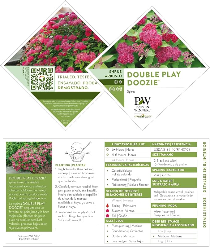 Proven Winners 2 Gal. Double Play Doozie Spirea Shrub