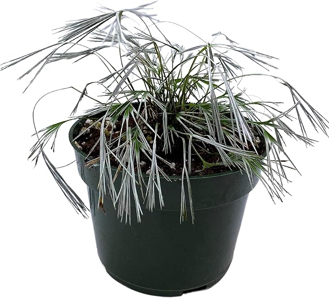 RedCrocus Assorted Ferns Indoor & Outdoor- Lush Green Fronds, Shade-Loving, Pet Safe, Container & Garden Plant for Shaded Areas, Attractive Foliage 4" Pot (Pack of 4)