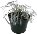 RedCrocus Assorted Ferns Indoor & Outdoor- Lush Green Fronds, Shade-Loving, Pet Safe, Container & Garden Plant for Shaded Areas, Attractive Foliage 4" Pot (Pack of 4)
