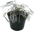 RedCrocus Assorted Ferns Indoor & Outdoor- Lush Green Fronds, Shade-Loving, Pet Safe, Container & Garden Plant for Shaded Areas, Attractive Foliage 4" Pot (Pack of 4)