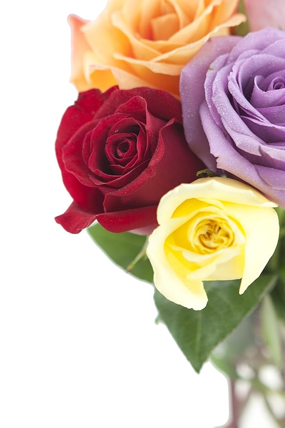 KaBloom PRIME NEXT DAY DELIVERY - Rainbow Roses (Half Dozen) - With Vase .Gift for Birthday, Sympathy, Anniversary, Get Well, Thank You, Valentine, Mother’s Day Fresh Flowers