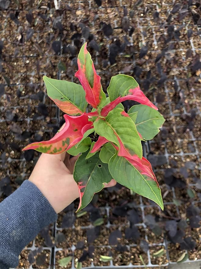 2 Alternanthera 'Party Time' Joseph's Coat Plants in a 4" Pot