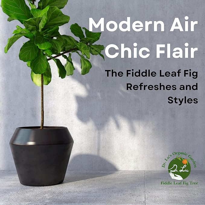 Dr. Lu’s Organic Fiddle Leaf Fig Tree | Easy Plant, Air Purifying Indoor Plants | Popular Modern Room Decor | Live House Plants, Ficus Lyrata, 8-10 Inches Tall in Nursery Pot