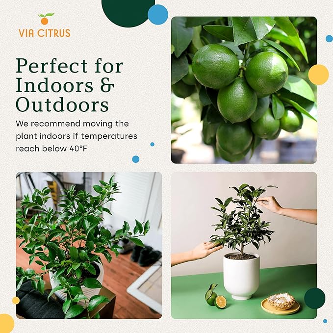 Key Lime Tree Live Plants 13" - 22" Tall – Indoor Outdoor Fruit Tree Plant Growing, Live Citrus Tree Mothers Day Gift for Mom Home Garden Patio and Decor Use, Cannot Ship CA AZ TX LA by Via Citrus