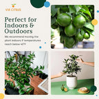 Key Lime Tree Live Plants 13" - 22" Tall – Indoor Outdoor Fruit Tree Plant Growing, Live Citrus Tree Mothers Day Gift for Mom Home Garden Patio and Decor Use, Cannot Ship CA AZ TX LA by Via Citrus