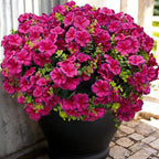 Artificial Geranium Flowers for Outdoor Decoration, 6 Bundles UV Resistant Silk Geranium Fake Plants Faux Flowers for Front Porch Garden Patio Window Box Outside Indoor Decor (Purplish Red)