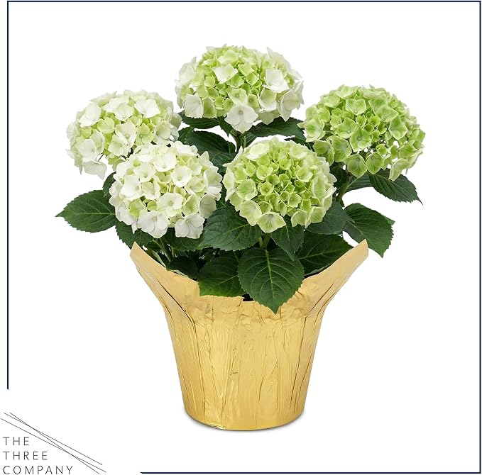 Live Flowering Hydrangea - White, 5+ Beautiful Blooms, 1.5 Qt Pot with Deco Cover, 12" Tall by 8" Wide