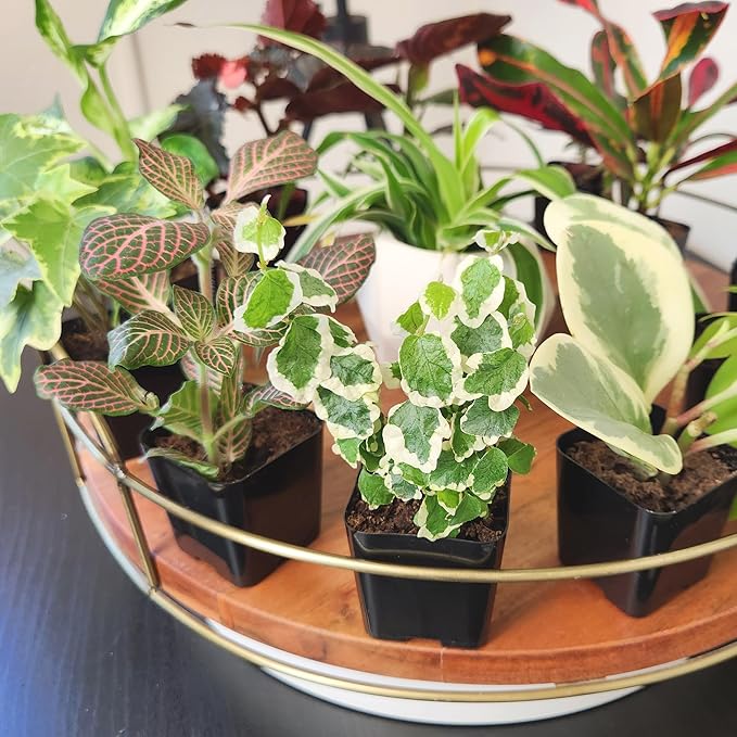 Easy to Grow Live Houseplants (12 Pack), Deluxe Collection of Assorted Air Purifying Indoor Plants, Peperomia, Spider Plants, Pothos, Easy Plant Care, 2 in Pots, Begonia, Croton