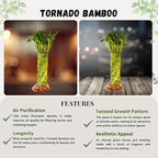 Live Two Tier Lucky Bamboo Plant - Bundle of 15 Stalks - Easy to Grow, Air Purifying, Live Indoor Houseplants Flowers for Home Office Wedding Decor & Giftable (Hurricane Bamboo with Heat Pack)