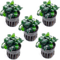 SubstrateSource Anubias Live Aquarium Plants - Potted Freshwater Plant for Fish Tanks, Terrariums - Beginner Friendly Low Light (Nana Petite, 5 Pots)