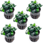 SubstrateSource Anubias Live Aquarium Plants - Potted Freshwater Plant for Fish Tanks, Terrariums - Beginner Friendly Low Light (Nana Petite, 5 Pots)