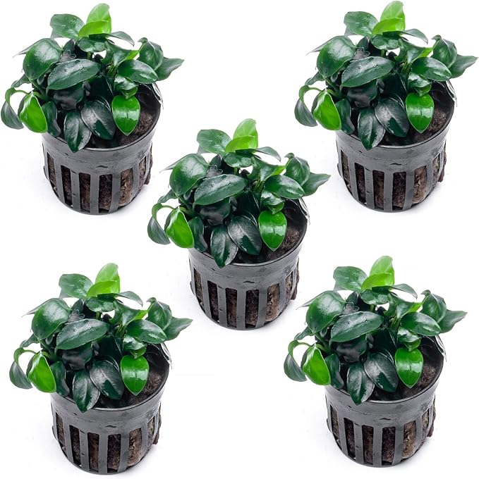 SubstrateSource Anubias Live Aquarium Plants - Potted Freshwater Plant for Fish Tanks, Terrariums - Beginner Friendly Low Light (Nana Petite, 5 Pots)