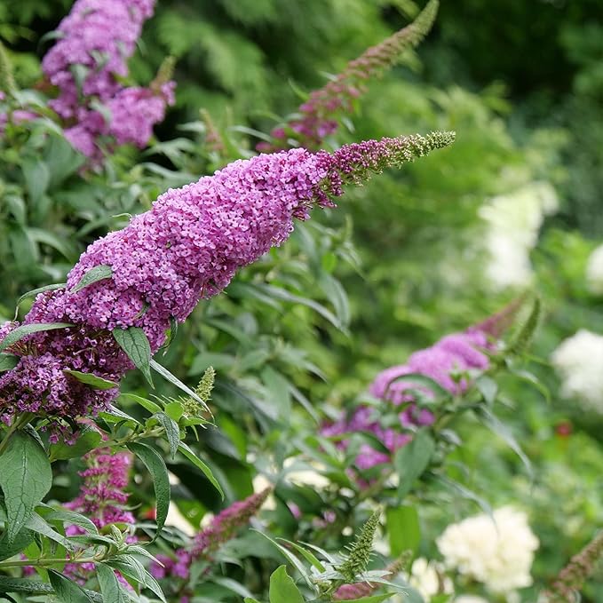 Perfect Plants Butterfly Candy Li'l Taffy Butterfly Bush in 1 Gallon Grower's Pot | Live, Pink Flowering Shrub for Outdoor Gardens | Compact Bush | Pollinator Garden Planting | Thrives in Zones 5-10