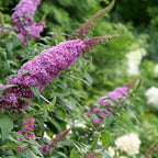 Perfect Plants Butterfly Candy Li'l Taffy Butterfly Bush in 1 Gallon Grower's Pot | Live, Pink Flowering Shrub for Outdoor Gardens | Compact Bush | Pollinator Garden Planting | Thrives in Zones 5-10