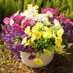 Fanfantoey Artificial Silk Morning Glory Faux Flowers for Porch Patio Gardens Home Decor, 4 Mixed