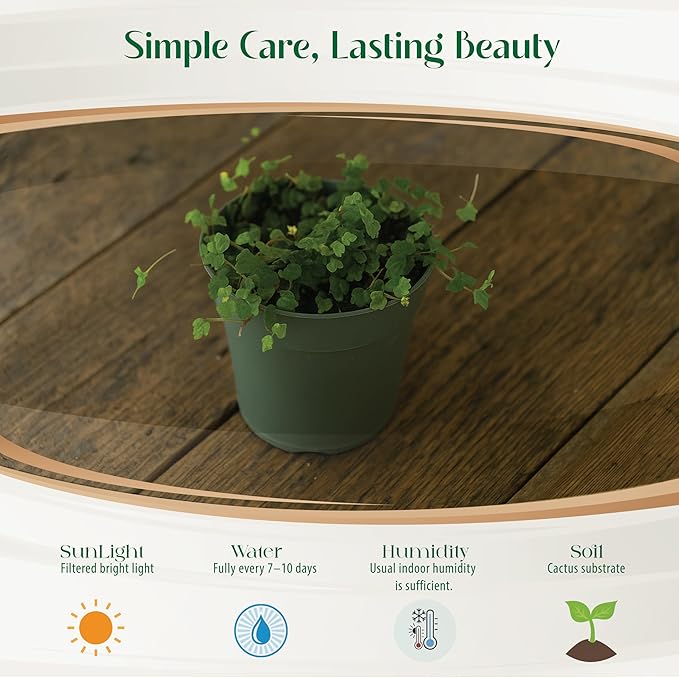Live Plant String of Frogs 4" - Live Trailing Succulent Fully Rooted in Pot with Soil Mix - Rare House Plant for Home Office Wedding Hanging Decoration, DIY Projects, Party Favor(Heat Pack Included)