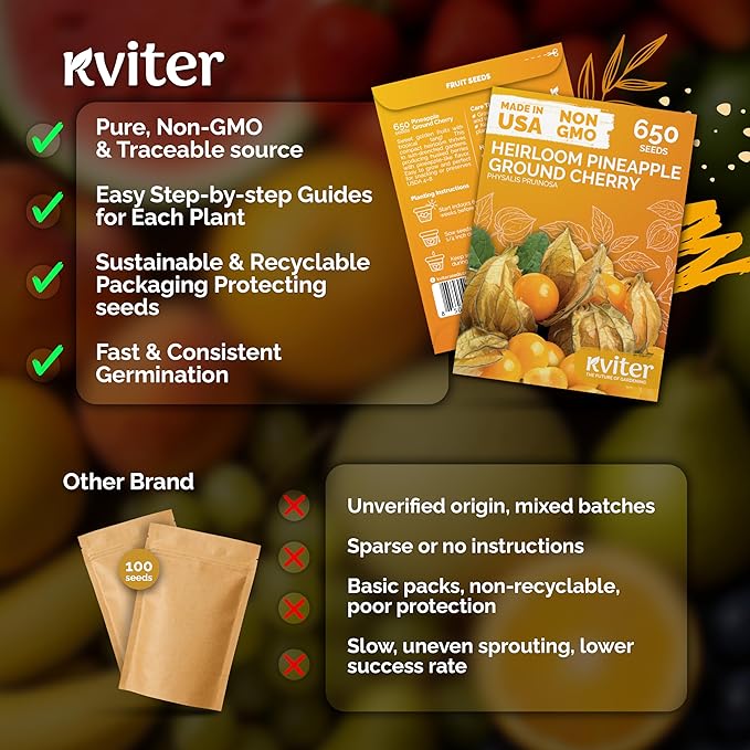 KVITER 650 Aunt Molly Ground Cherry Seeds for Planting (Physalis pruinosa) – Non GMO & Heirloom Pineapple Ground Husk Cherry Tomatoes, Organic Fruit Seeds – Tropical Flavor Berries