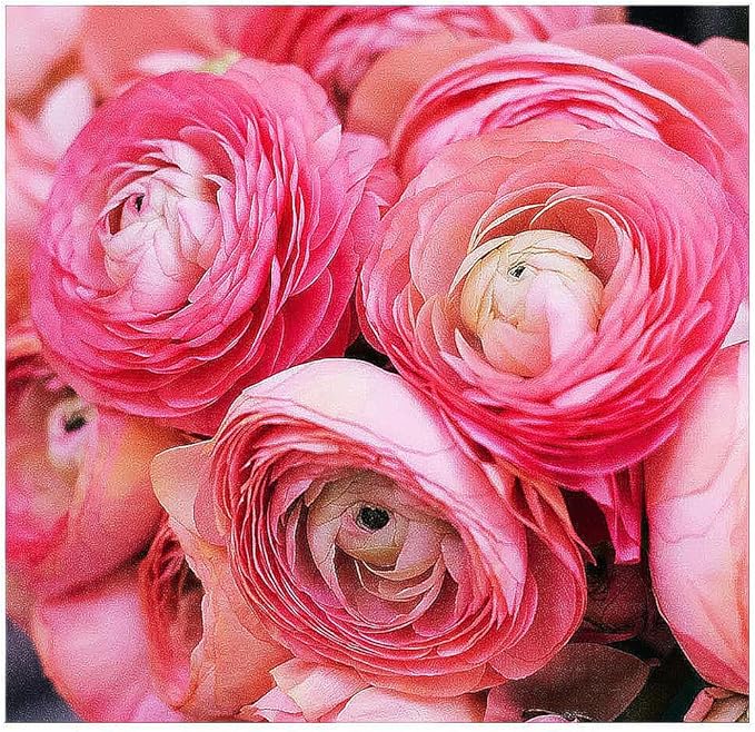 Pink French Ranunculus Corms - 12 Largest Size Corms, Premium Bulbs for Vibrant Blooms, Ideal for Garden Beds, Perfect for Spring Planting, Stunning Peony-Like Flowers