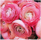 Pink French Ranunculus Corms - 12 Largest Size Corms, Premium Bulbs for Vibrant Blooms, Ideal for Garden Beds, Perfect for Spring Planting, Stunning Peony-Like Flowers