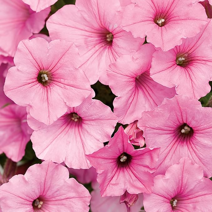 Proven Winners® Petunia Plant - Supertunia Vista Bubblegum - 4 Pack - Annual Flower for Spring & Summer Blooms - 6" Tall x 6" Wide, 1.56 Pt Pot