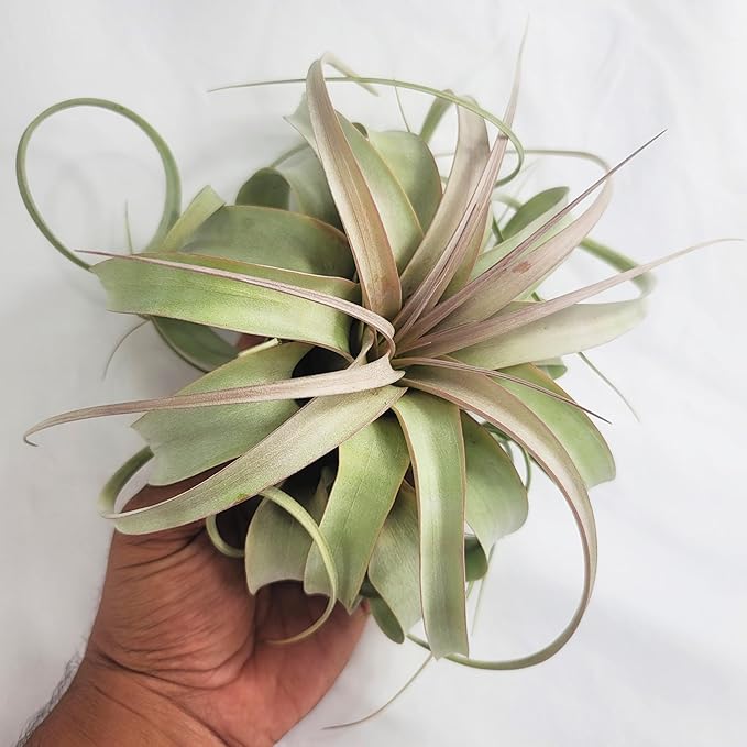 Large Air Plant Live Tillandsia Xerographica | Size 6-8 inches | Tillandsia Xerographica Large Air Plant Live | CA Seller