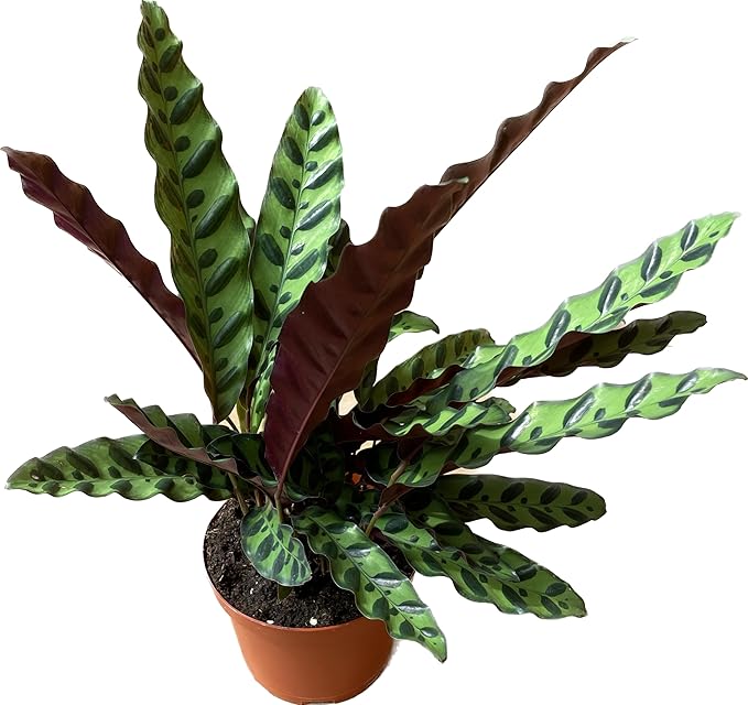 Calathea Lancifolia 'Rattlesnake' in 6" Pot - Calathea Live Plant - Rattlesnake Plant Live - Best Air Purifying Plant - CA Seller