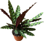Calathea Lancifolia 'Rattlesnake' in 6" Pot - Calathea Live Plant - Rattlesnake Plant Live - Best Air Purifying Plant - CA Seller
