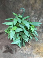 PLANTVERS Cebu Blue Pothos Live Plant – Epipremnum Pinnatum – Cebu Blue Live Vining Plant – Low Light Indoor Houseplant – Easy Tropical Climbing Plant – Air Purifying Indoor Plant (8" Hanging Basket)