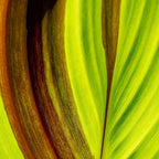 Canna 'Cleopatra', a Great Live Pond Plant for Your Water Garden. Filters koi and Goldfish Ponds. Good for Bogs, Plant Shelf or Shallow Water This marginal Aquatic is a Real Beauty