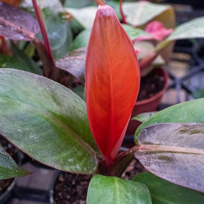 Philodendron Sun Red Live Plant for Indoor | Different Houseplants in 4'' & 6'' Pot | Real House Plant for Living Room, Office, Desk & Bathroom | Sun Red | Philodendron Selloum