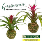 Better-GRO Bromeliad Hanging Kokedama – Indoor/Outdoor Decorative Planter, Low Maintenance Houseplant, Unique Home Decor - 12” Tall