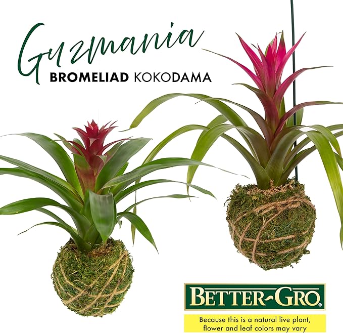 Better-GRO Bromeliad Hanging Kokedama – Indoor/Outdoor Decorative Planter, Low Maintenance Houseplant, Unique Home Decor - 12” Tall