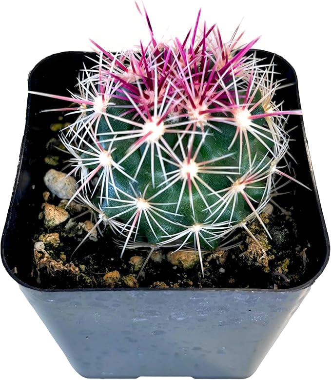 Pink Thelocactus Bicolor Cactus - Stunning Flowering Succulent with Vibrant Blooms - Easy Care, Drought-Tolerant Indoor/Outdoor Plant