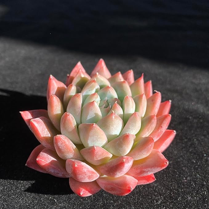 FWPP Succulents Plants Live Echeveria Beauty,Mini Succulents Red 3 inches Mini Succulents,Bare Root Without Pot,Succulent Plant Live Decoration Plant Gifts