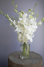 KaBloom - Exotic Perla Orchid Bouquet Of Fresh Orchids with Free Vase Included - Fresh Flowers for Birthday, Valentine's & Mother's Day