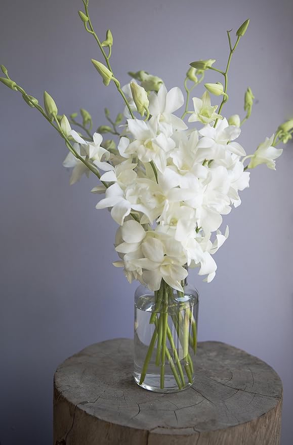 KaBloom - Exotic Perla Orchid Bouquet Of Fresh Orchids with Free Vase Included - Fresh Flowers for Birthday, Valentine's & Mother's Day