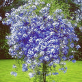 3 Blue Plumbago Plants Live, 4-7 Inches Tall, Tropical Flowering Shrub for Garden or Containers