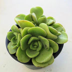 Blissful Aeonium Emerald Ice Succulent – Variegated Green & White Rosettes, Drought Tolerant, Easy Care Indoor/Outdoor Plant, Colorful Home & Garden Décor (Lilypad, 4" Pot)