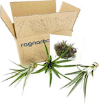ragnaroc Air Plants - Tillandsia Fasciculata Tricolor, Large 4-6" - 3ct - Live Arrival Guaranteed - House Plants for Home Decor & Gift