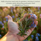 3 Tuscan Blue Rosemary, Live Plants – Rosmarinus Officinalis – Hardy & Fragrant Herb in 2.5” Nursery Pots – Grows Up to 5 Ft, Easy to Maintain, Great for Cooking, Landscaping & Aromatherapy