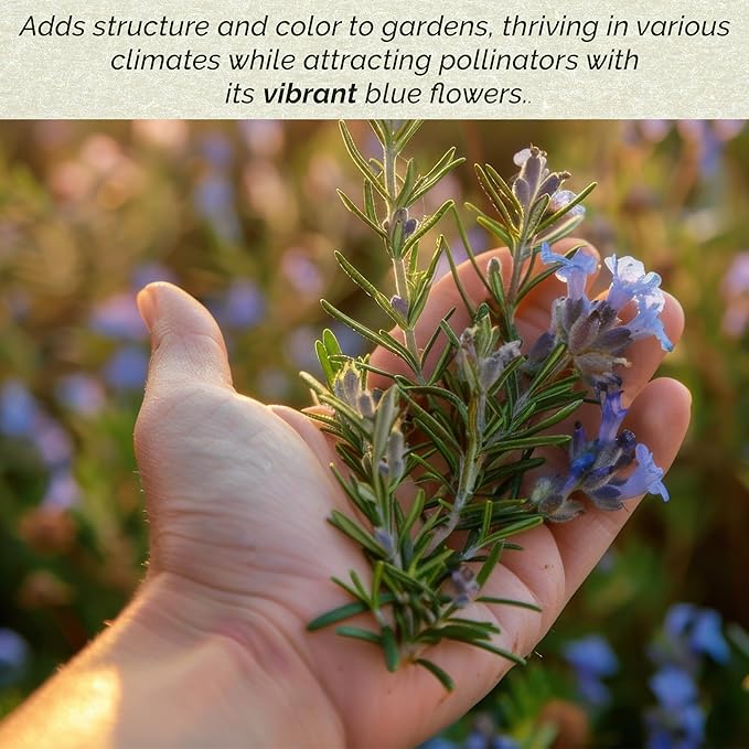 3 Tuscan Blue Rosemary, Live Plants – Rosmarinus Officinalis – Hardy & Fragrant Herb in 2.5” Nursery Pots – Grows Up to 5 Ft, Easy to Maintain, Great for Cooking, Landscaping & Aromatherapy