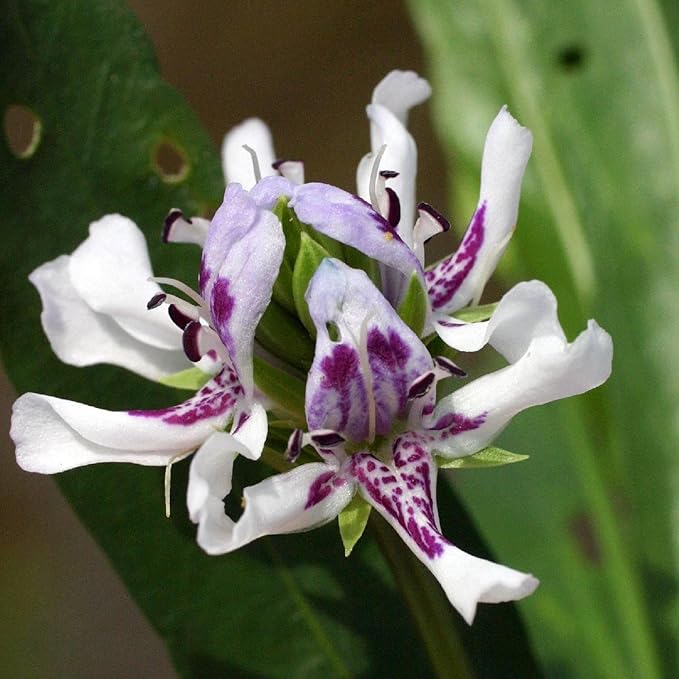 Chalily Water Willow, a Great Live Pond Plant for Your Water Garden. Filters The koi and Goldfish Pond. Good for Bogs, Plant Shelf or Shallow Water This marginal Aquatic is a Real Beauty